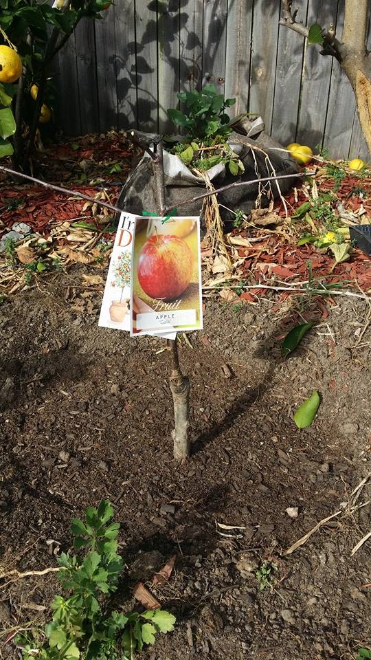 Dwarf Apple Gala Tree Malus domestica