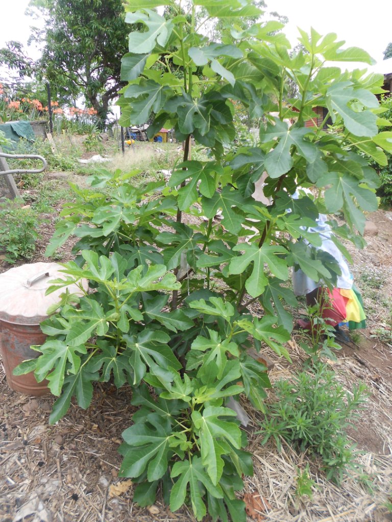 Fig White Adriatic Tree Ficus carica