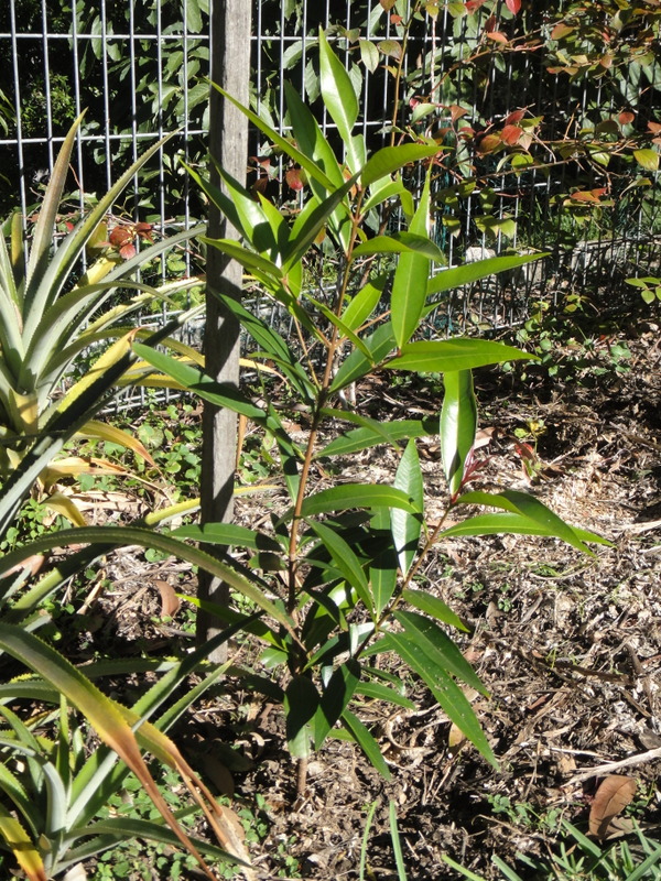 Edward's Edible Backyard