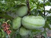 asimina tribola/American pawpaw/ temperate custard apple