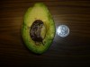 New \'Brendan\' Avocado