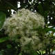 Allspice flowers