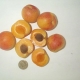 Apricot Bentley