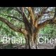 Great Tree for Cattle