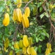 Carambola Kary Fruiting