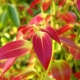 Cinnamon leaf flush