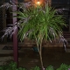 Cordyline Stricta Narrow leafed Palm Lily