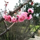 Crab apple Ioensis Plena