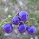 Dianella Caerulea flowers