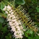 Dwarf macadamia Flowers