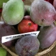 Mango Tree Sensation is a Dwarf Variety