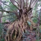 Ficus superba
