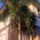 Foxtail palm from main street of Kyogle