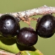 Governors Plum
