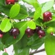 Grummichama fruit