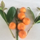Grumichama Orange