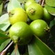 Yellow Cherry Guava