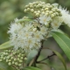 Lemon Myrtle