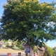 Leopardwood Tree growing at Kyogle Hospital