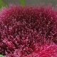 syzygium wilsonii compliments of wild wings