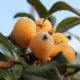 Loquat - nagasakiwase