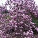 Magnolia Rustica Rubra
