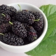 Mulberry Bowl