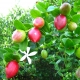 natal Plum on tree