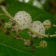 Native mulberry compliments of tide chaser