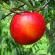 Nectarine - Sunraycer