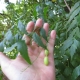 Neem
