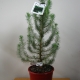 Pine Nut Tree in pot