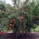 Pomegranite Elche in our Exclusion Orchard