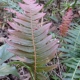 Prickly Rasp Fern