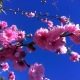 Subtropical Flowering Peach