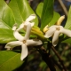 Native Gardenia Flowers