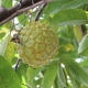 Rollinia Sputnik