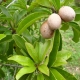 Sapodilla - Krasuey