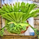 Staghorn