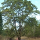 Tamarind Tree Gili Islands