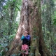 Red Cedar at Brindle Creek in Border Ranges National Park