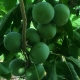 White Sapote - Kampong