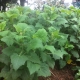 Yacon Plants