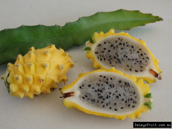 thumbnail interactive-video image 1 of 10+ Yellow Dragon Fruit Seeds - Pitaya (Hylocereus) - Easy Grow Perennial Cactus 1 of 2