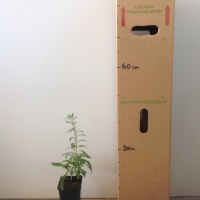 Goji Berry For Sale Mega Tube