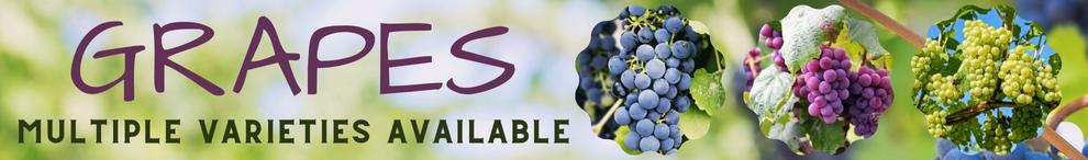 Grapes