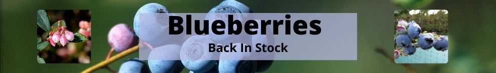 Blueberries Available