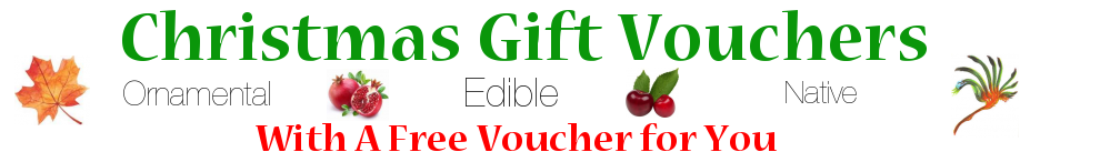 Christmas vouchers