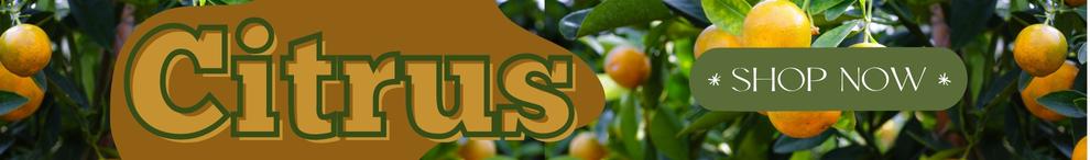 Delicious Citrus