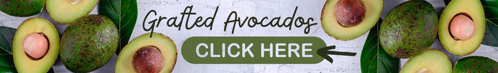 Grafted Avocado Fruit Trees